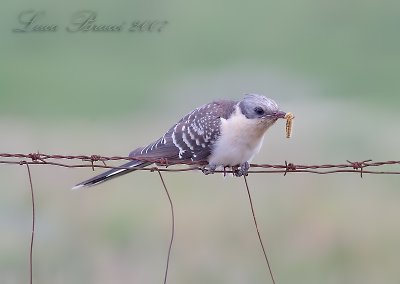 Great spotted cuckoo (Clamator glandarius)