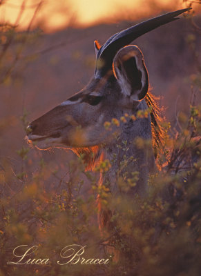 kudu-giovanotto