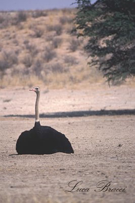 Ostrich (Strutio camelus)  Male on the nest