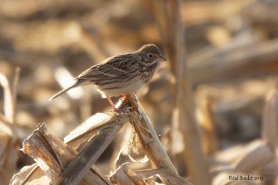 Bruant vesperal (Vesper Sparrow)