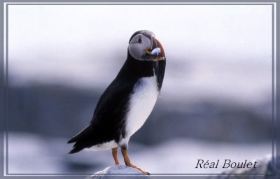 Macareux moine (Atlantic Puffin)