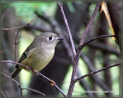 Roitelet  couronne rubis (Ruby-crowned Kinglet)