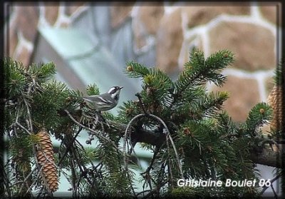 Paruline grise (Black-throated Gray Warbler)
