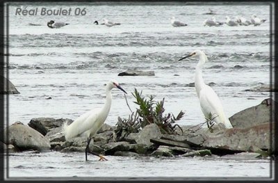 Aigrette neigeuse (Snowy Egret)