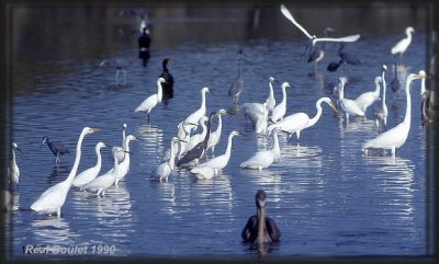 Aigrette neigeuse (Snowy Egret)