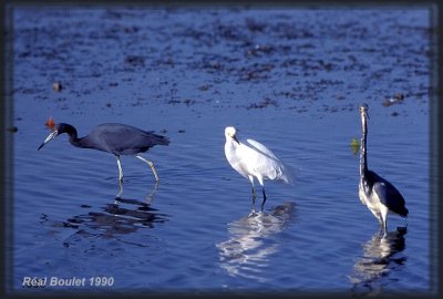 Aigrette neigeuse (Snowy Egret)