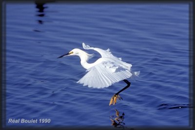 Aigrette neigeuse (Snowy Egret)