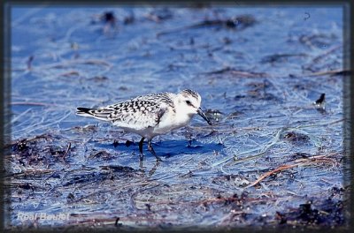 Bcasseau sanderling (Sanderling)