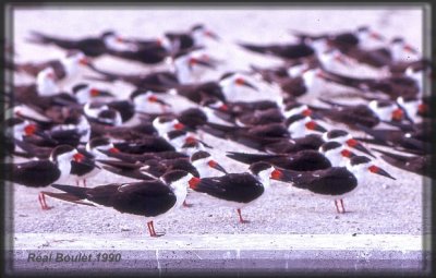 Bec-en-ciseau noir (Black Skimmer)