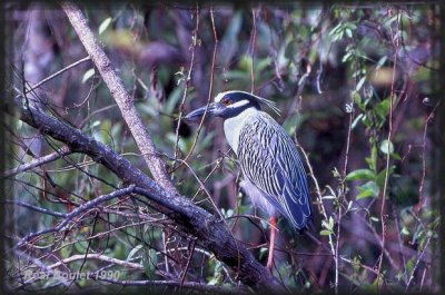 Bihoreau violac (Yellow-crowned Night-Heron)