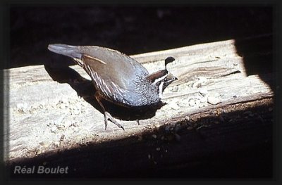 Colin de Californie (California Quail)