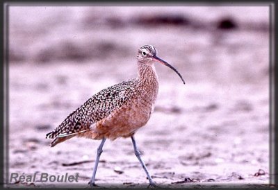 Courlis  long bec (Long-billed Curlew)