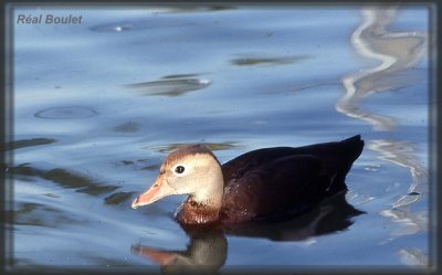 Dendrocygne  ventre noir (Black-bellied Whistling-Duck)