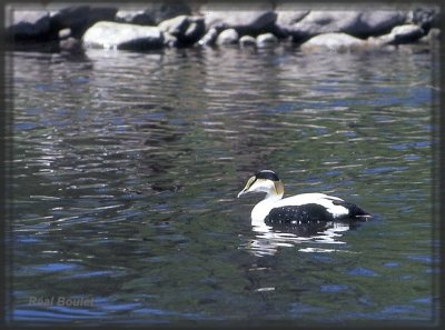 Eider  duvet (Common Eider)