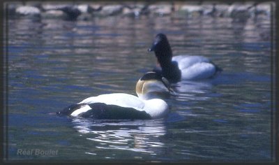 Eider  duvet Common Eider)