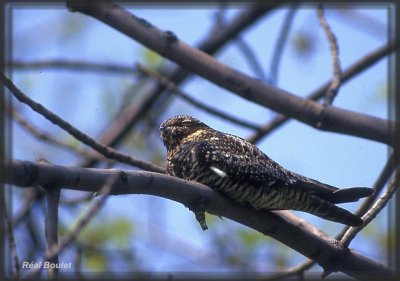 Engoulevent d'Amrique (Common Nighthawk)