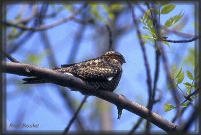 Engoulevent d'Amrique (Common Nighthawk)