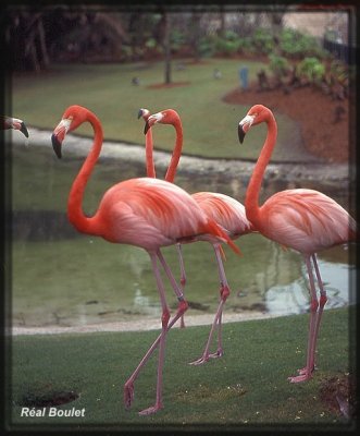 Flamand rose (Greater Flamingo)