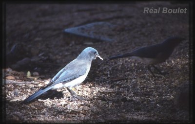 Geai du Mexique (Gray-breasted Jay)