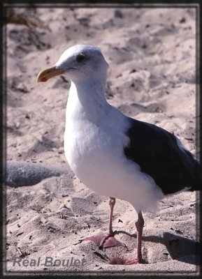Goland d'Audubon (Western Gull)