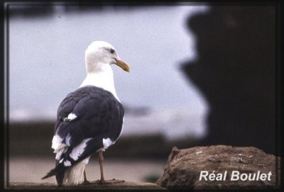 Goland d'Audubon (Western Gull)