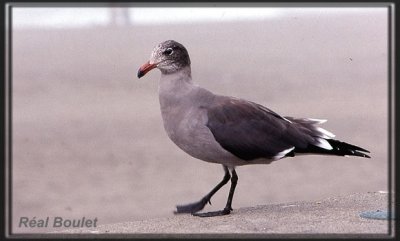 Goland de Heermann (Heermann's Gull)