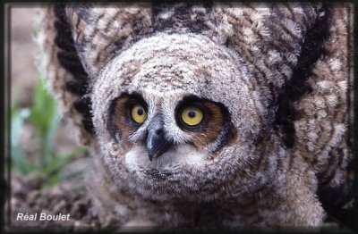 Grand-duc d'Amrique (Great Horned Owl)
