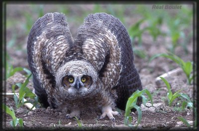 Grand-duc d'Amrique (Great Horned Owl)