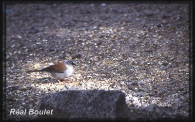 Junco aux yeux jaunes (Yellow-eyed Junco)