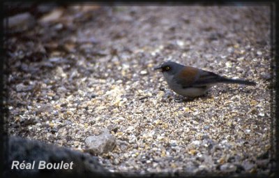 Junco aux yeux jaunes (Yellow-eyed Junco)