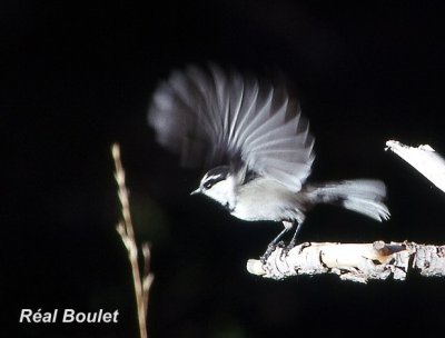 Msange de Gambel (Mountain Chickadee)