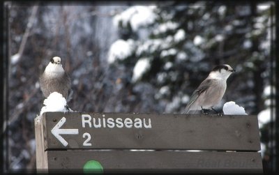 Msangeai du Canada (Gray jay)