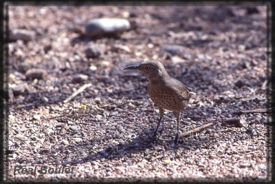 Moqueur  bec courbe (Curve-billed Thrasher)