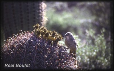 Moqueur  bec courbe (Curve-billed Thrasher)