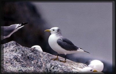 Mouette tridactyle (Black-legged Kittiwake)