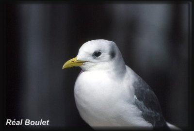 Mouette tridactyle (Black-legged Kittiwake)