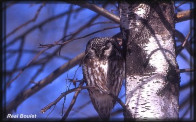 Nyctale de Tengmalm (Boreal Owl)