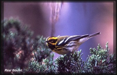 Paruline de Townsend (Townsend's Warbler)