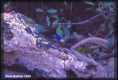 Passerin nonpareil (Painted Bunting)