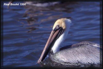 Plican brun (Brown Pelican)