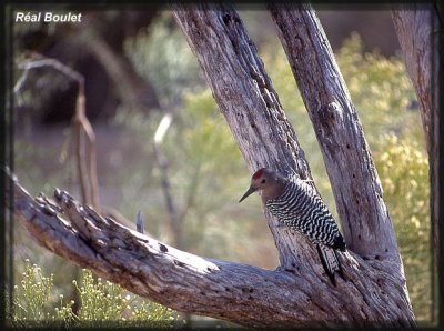 Pic des saguaros (Gila Woodpecker)