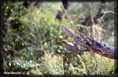 Pic des saguaros (Gila Woodpecker)