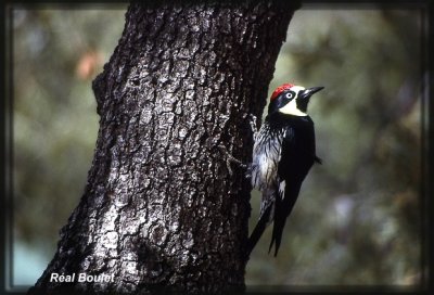 Pic glandivore (Acorn Woodpecker)