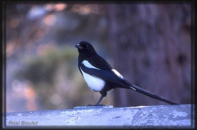 Pie bavarde (Black-billed Magpie)