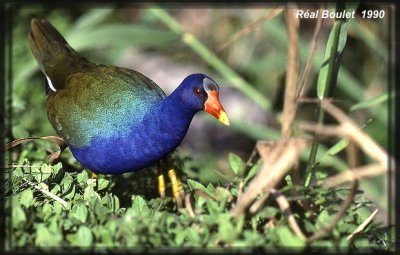 Talve violace (Purple Gallinule)