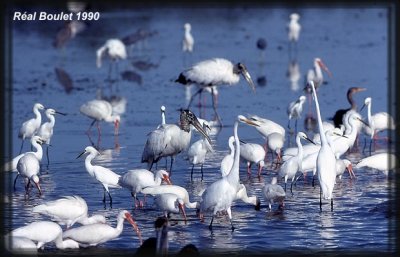 Tantale d'Amrique (Wood Stork)