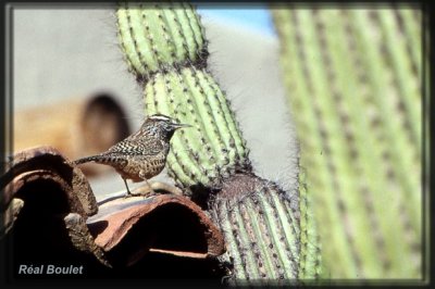 Troglodyte des cactus (Cactus Wren)