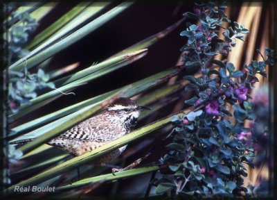 Troglodyte des cactus (Cactus Wren)