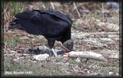 Urubu noir (Black Vulture)