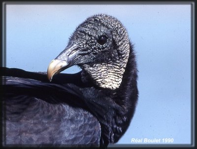 Urubu noir (Black Vulture)